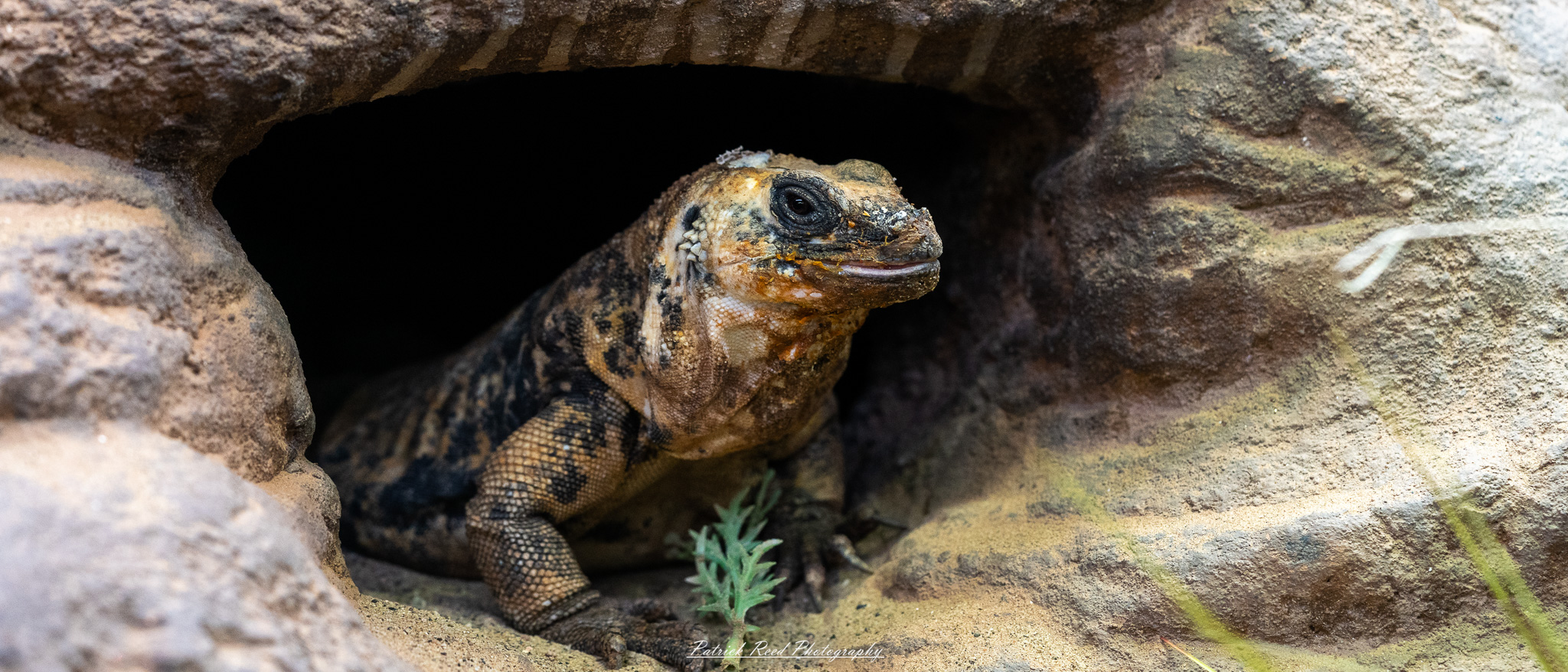 Lizard basking on sunlit rocks in reptile habitat at the Detroit Zoo